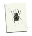 Beetle Black - GraphINC