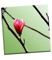 Tulip Tree 3 - PhotoINC Studio