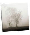 Four Trees in Fog - Bell, Nicholas