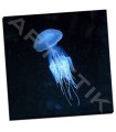 Luminescent Jellyfish - PhotoINC Studio